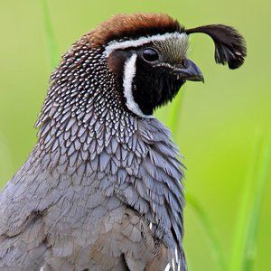 ** The Quaily Bird General Store **